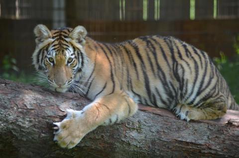 You'll Never Forget A Visit To Living Treasures Wild Animal Park Moraine, A One-Of-A-Kind Zoo Filled With Animals Near Pittsburgh