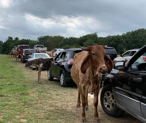 Buckle Up And Prepare For A Wild Ride At Backroads Safari In Wisconsin