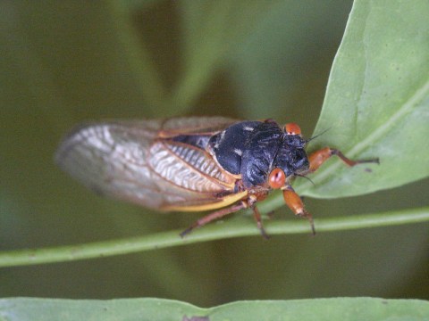 Beware Of Extra Copperheads Out Snacking On Cicadas In Pennsylvania This Spring