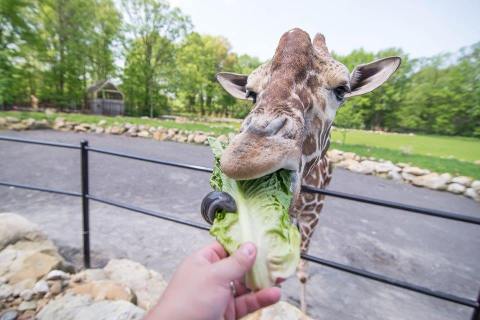 Adventure Awaits At This Drive-Thru Safari Park In Pennsylvania