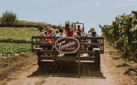 Southern California's Tanaka Farms Serves Chocolate Covered Strawberries And Treats Galore