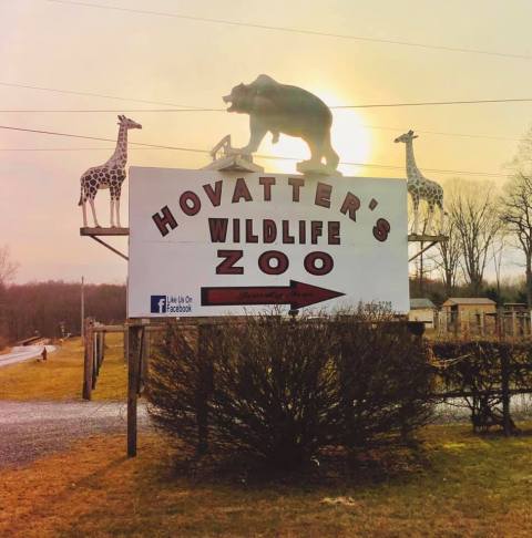 Take An African Safari Without Leaving West Virginia With A Trip To Hovatter's Zoo