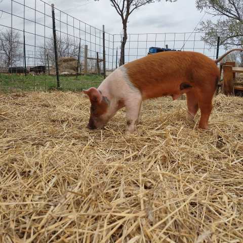 Cuddle The Most Adorable Rescued Farm Animals For Free At Shy 38 Farm Animal Sanctuary In Kansas