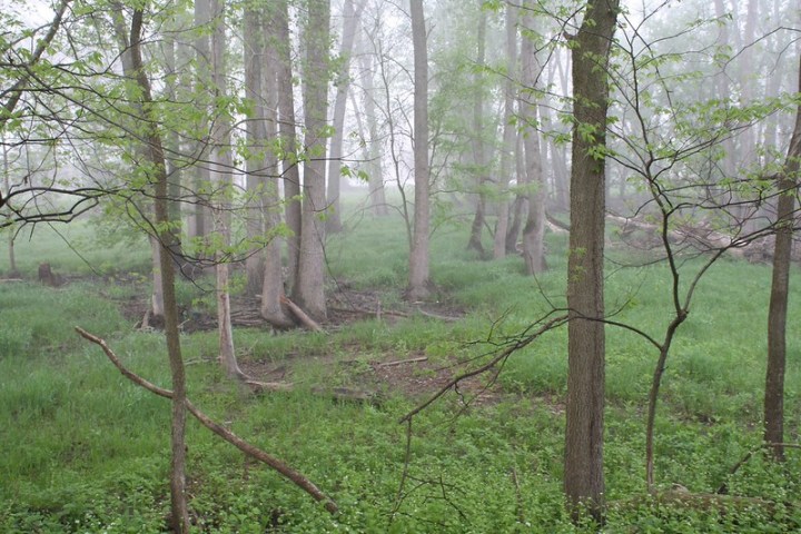 fog at Side Cut Metropark in Ohio