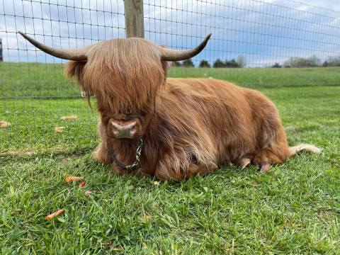 Snuggle Up To Adorable Fluffy Cows At TC Highlands Farm In Kentucky