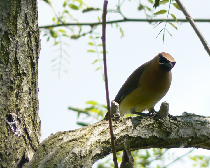 bird at Side Cut Metropark in Ohio