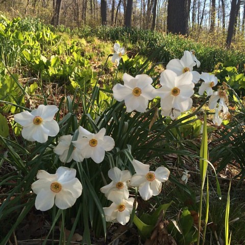 The Meriden Daffodil Festival Will Have Over 600,000 Daffodils In Bloom This Spring