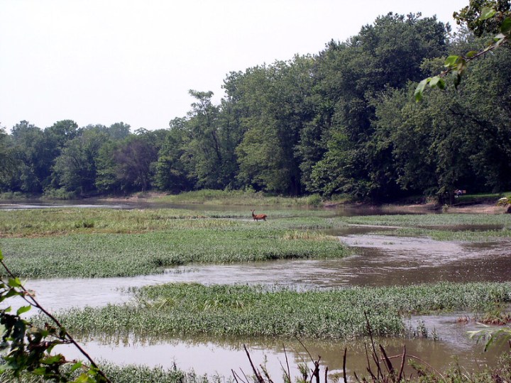 deer at Side Cut Metropark in Ohio