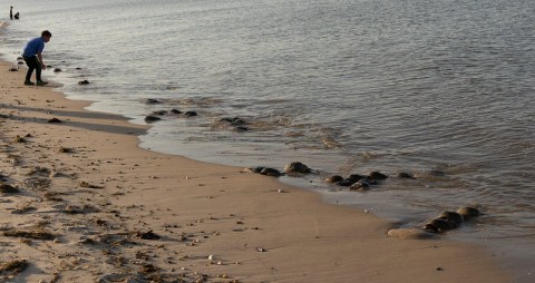 This Hidden Beach Along The Delaware Coast Is The Best Place To Find Seashells