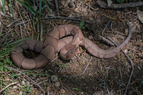 Beware Of Extra Copperheads Out Snacking On Cicadas In Maryland This Spring