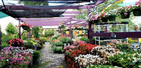 Beautiful Blooms And Fuzzy Friends Await You At Urban Roots Garden Center In New Orleans