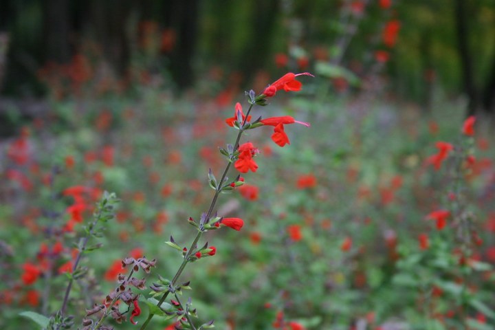 flowers at Side Cut Metropark in Ohio