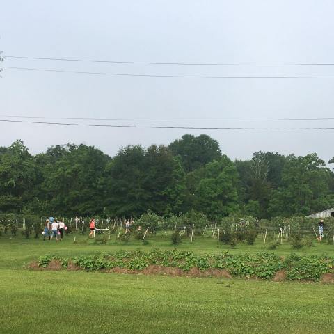 You’ll Never Forget A Visit To Ridemore Farm Horse Boarding & Berry Picking, A One-Of-A-Kind Farm Filled With Horses Near New Orleans