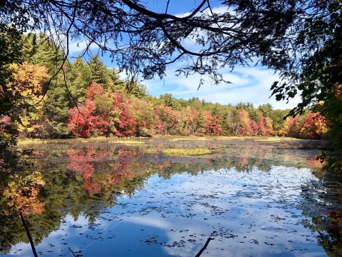 See Woodland Ruins And Horses At Callahan State Park In Massachusetts