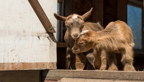 You'll Never Forget A Visit To Rustic Road Farm, A One-Of-A-Kind Farm Filled With Baby Goats In Illinois