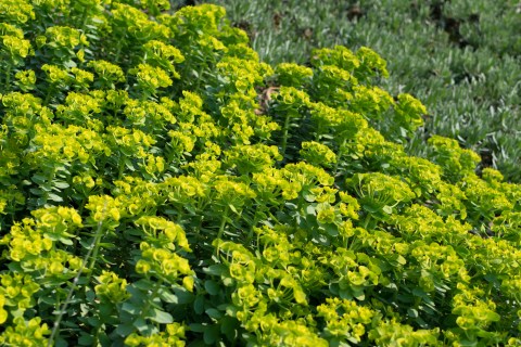 Keep An Eye Out For A Toxic Plant Called Myrtle Spurge On Idaho Hiking Trails