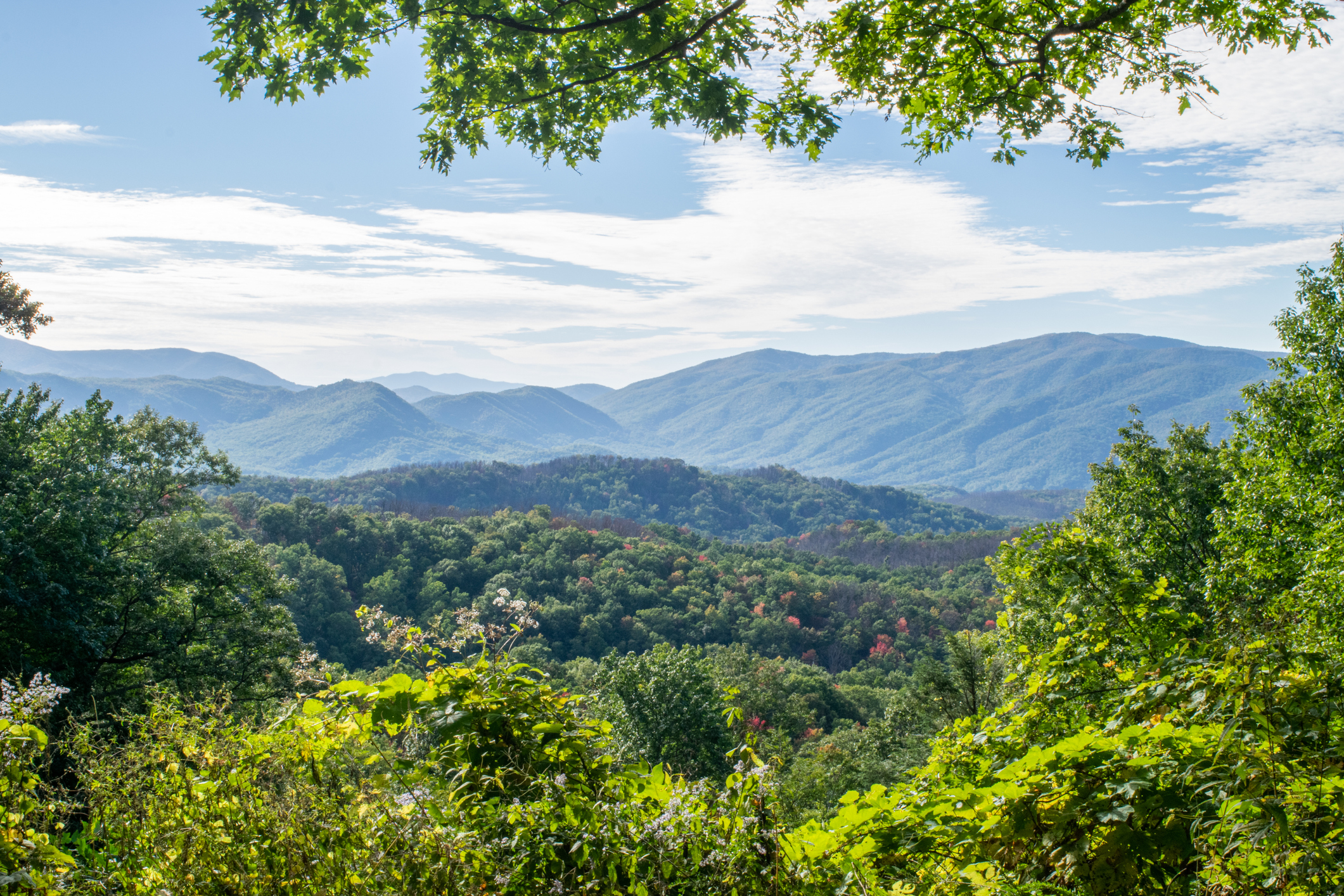 Tennessee banner image