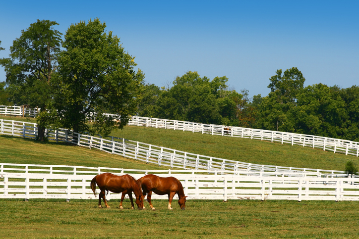 Kentucky banner image