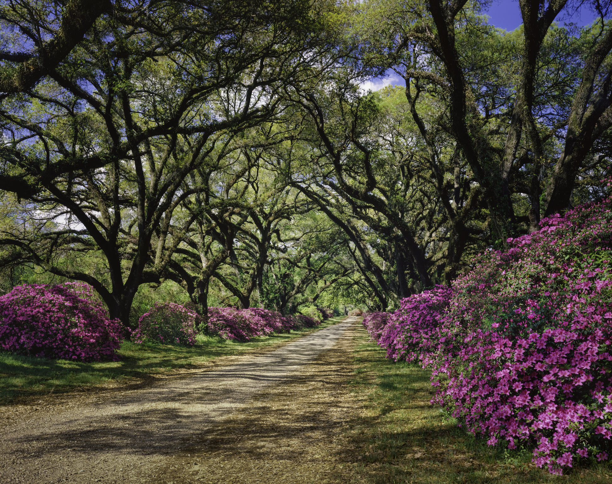 Louisiana banner image