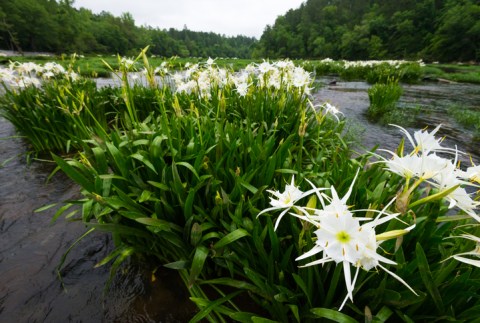 This Day Trip To The Cahaba River National Wildlife Refuge Is One Of The Best You Can Take In Alabama