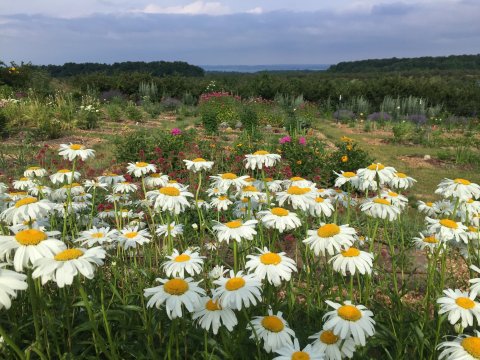 You Can Cut Your Own Flowers At The Festive Old Mission Flower Farm In Michigan