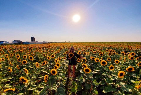 Visiting Iowa's Upcoming Sunflower Festival In Donnellson Is A Great Summer Activity