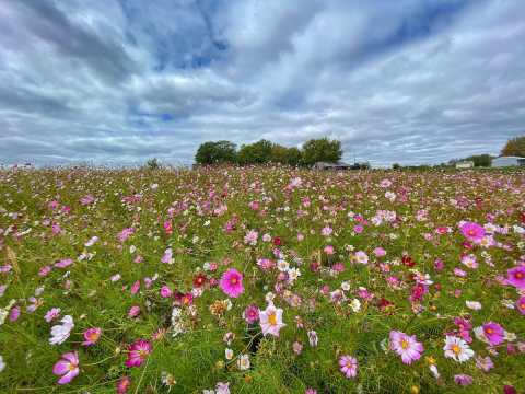 Treat Yourself to Next-Level Glamping In The Middle Of A Stunning Iowa Flower Farm