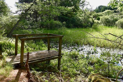 The Josephine Newman Audubon Sanctuary In Maine Offers 2.7 Miles Of Hidden Gem Nature Trails