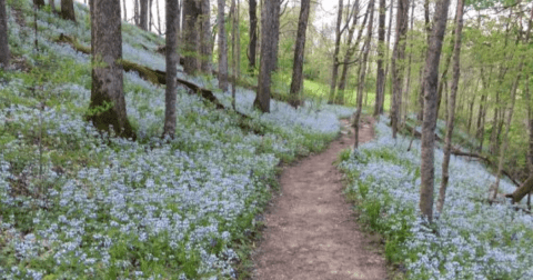 9 Easy And Beautiful Spring Hikes Everyone In Kentucky Will Love