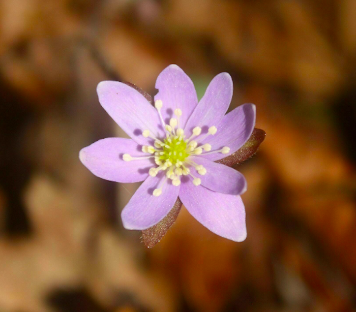 a flower on Kamelands Trail in Ohio