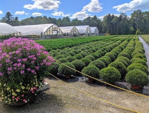 Take This Road Trip To The 6 Most Eye-Popping Lupine Fields In Maine