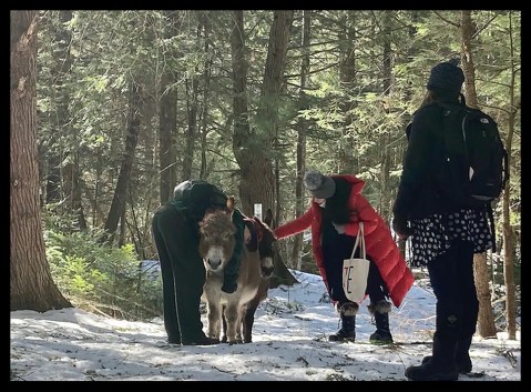 Take A Leisurely Stroll Along The Presumpscot River With A Lovable Donkey On This Unique Maine Outing