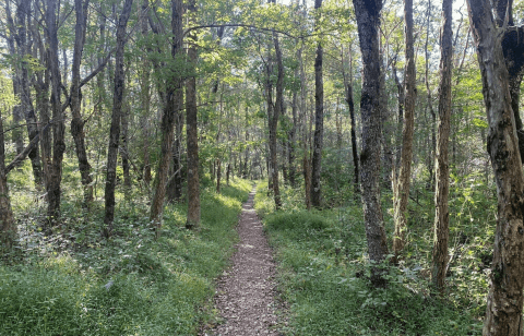 Hike Lewis Spring Falls Trail In Virginia For Waterfalls And Mountaintop Scenery Aplenty