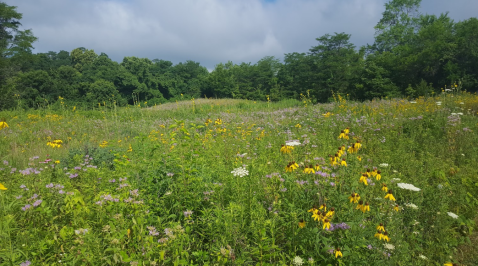 Trillium Trails Wildflower Preserve In Ohio, Will Be In Full Bloom Soon And It’s An Extraordinary Sight To See