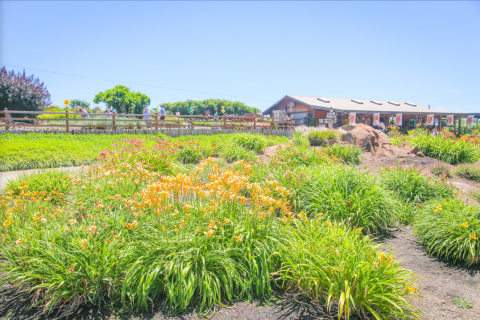 Get Lost In Over 1,200 Beautiful Daylily Varieties At Amador Flower Farm In Northern California