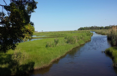 This Easy Loop Trail Will Take You Past Pretty Wildflowers And Right To The Jersey Shore