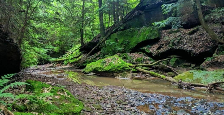 vivid green trees and moss at Boord State Nature Preserve in Ohio