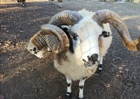 Admission-Free, The Livermon Park Mini Zoo In North Carolina Is The Perfect Day Trip Destination