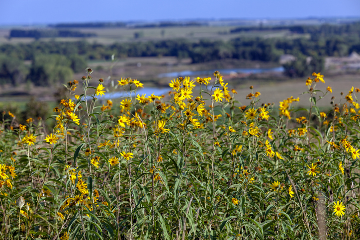 Minnesota banner image