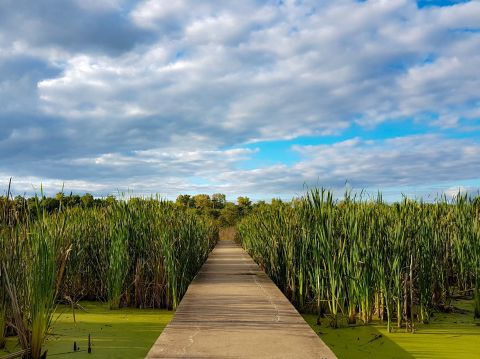 Take An Easy Loop Trail To Enter Another World At Watershed Pond In Illinois