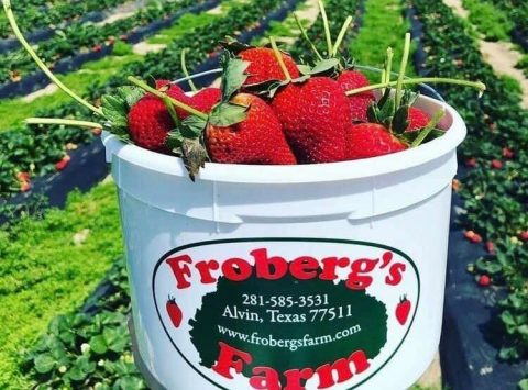 Pick Your Own Strawberries And Meander Through A Sunflower Trail At Froberg's Farm In Texas