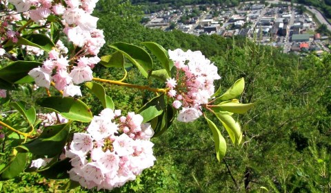 A Trip To Kentucky's Neverending Wildflower Field Will Make Your Spring Complete