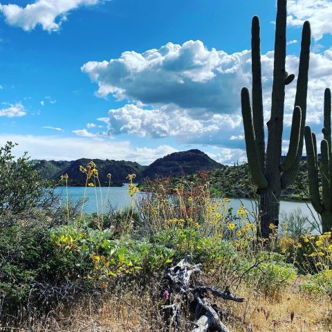 It's Impossible Not To Love This Breathtaking Wild Flower Trail In Arizona