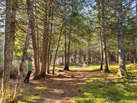 Walk Through A Fairy Tale Forest At Derby Nature Preserve In Michigan