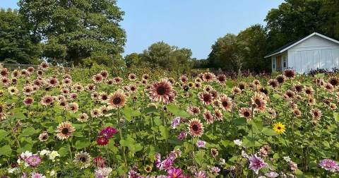 Get Lost In This Beautiful 17-Acre Flower Farm Near Detroit