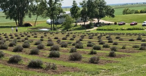 Iowa's Annual Lavender Festival Belongs On Your Bucket List