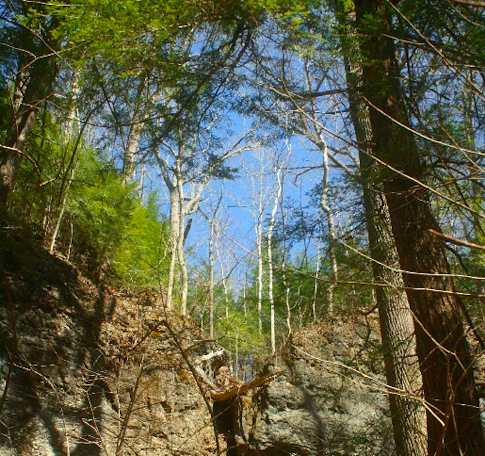 looking up to the trees on Kamelands Trail in Ohio