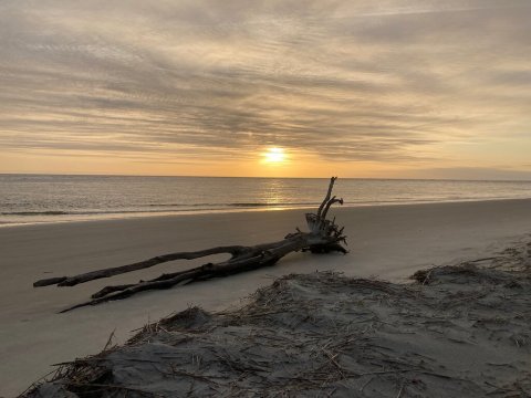 Hunt For Shark's Teeth On The Beautiful And Historic Tybee Island In Georgia