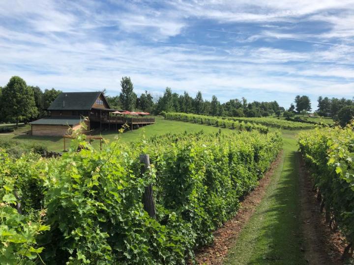 the vineyard at Shade Winery in Ohio