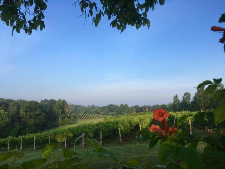 green scenery at Shade Winery in Ohio